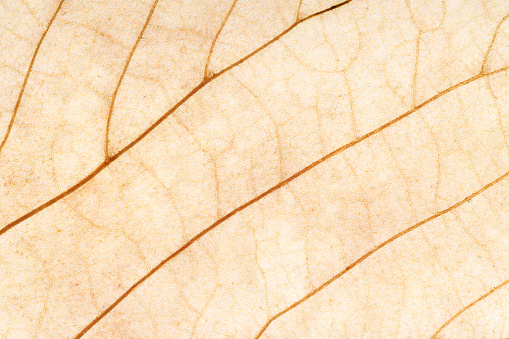 leaf close up. background for design