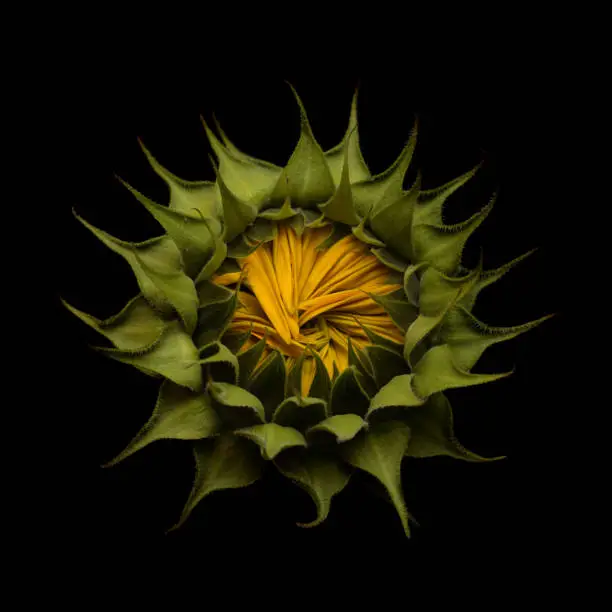 Helianthus annuus, the common sunflower, isolated