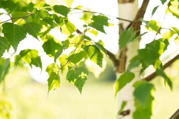 istock Birch grove in summer with green leaves. 1402807082