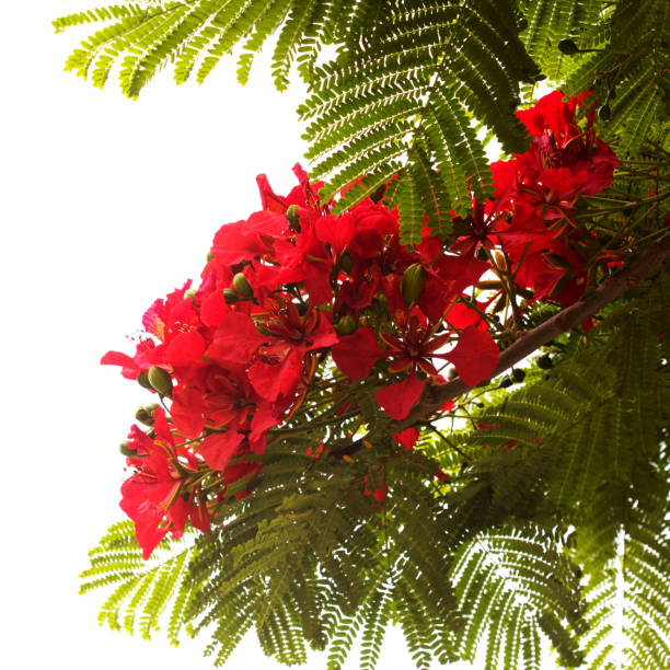 istock Flowering Delonix regia or flamboyant 1402808455