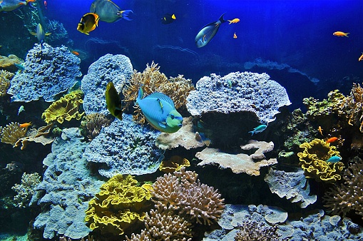 Soft coral reef system in the pacific ocean