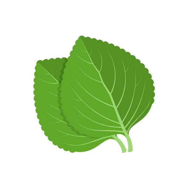 ilustrações, clipart, desenhos animados e ícones de ilustração vetorial, folha de shiso verde, ou perilla frutescens, isolado em fundo branco. - shiso