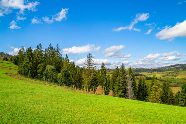 istock meadow covered with grass on a background of coniferous trees and mountains. Beautiful mountain landscape. Countryside. 1402812259