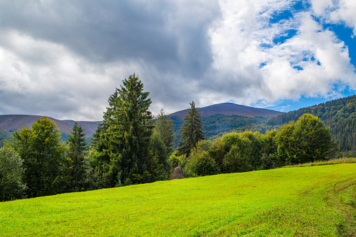 meadow covered with grass on a background of trees and mountains. Beautiful mountain landscape.