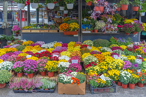 Colourful Flowers in Pots at Farmers Market Stall Autumn