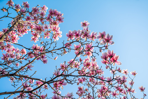 Zoom in photo of  tree blossoms in springtime in front of a clear sky