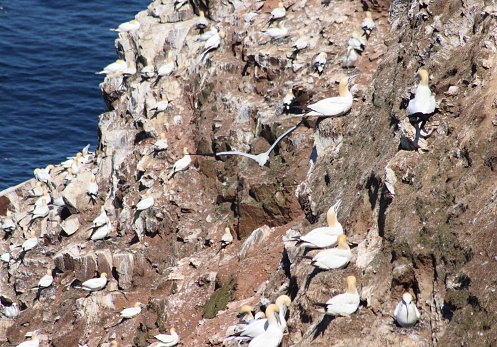 Gannets at Troup Head, Scotland