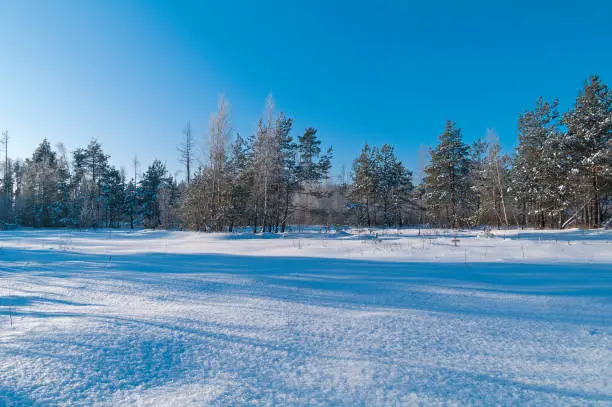 Peat swamp in winter. Sunny day in January.