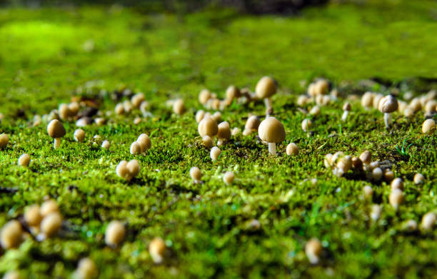 日差しの中の緑の苔の上の小さなキノコ - magic mushroom moss autumn outdoors ストックフォトと画像