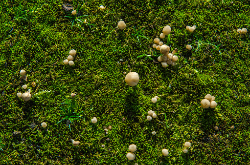 small mushrooms in the forest on green moss in the rays of sunlight