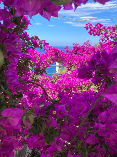 istock Greece - bougainvilliers plant 1402818423