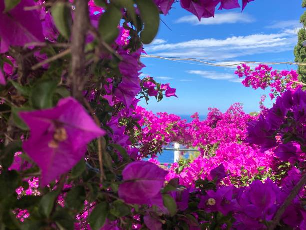 istock Greece - bougainvilliers plant 1402818458