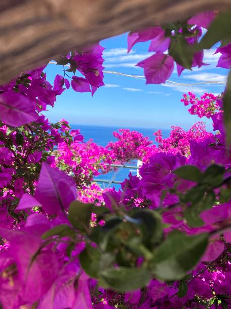 istock Greece - bougainvilliers plant 1402818484