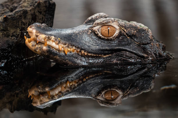 istock Head of a crocodile (Paleosuchus palpebrosus). Dwarf Caiman. 1402820633