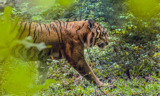 Indian tiger walling in jungles
