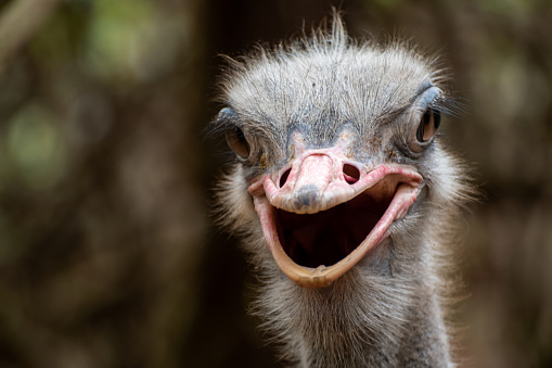 ostrich head close up