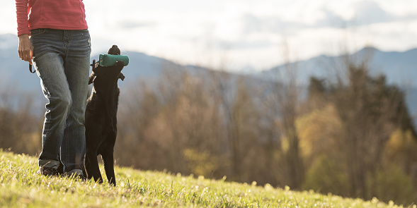 Black labrador retriever dog sitting by her owner holding a dummy in her mouth outside in beautiful meadow.