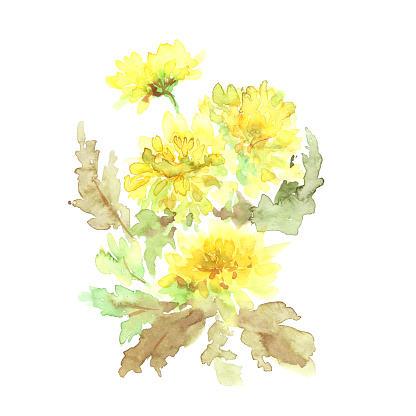 Watercolor dandelion flowers