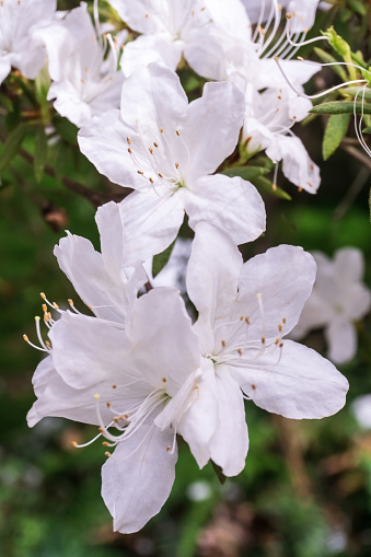 Flowering branches of Japanese azalea with white flowers and green leaves background