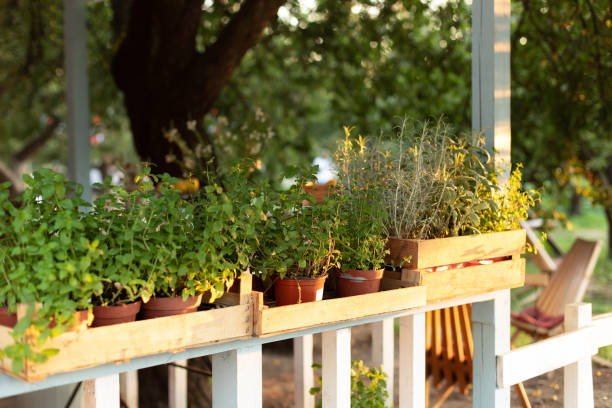 istock Mixed Green fresh aromatic herbs - melissa, mint, thyme, basil, parsley in pots. Aromatic spices Growing at home. Kitchen herb plants in pots. Fresh spices herbs on balcony garden in pots. Gardening 1402825448