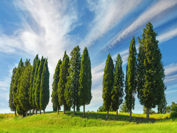 이탈리아 토스카나의 사이프러�스 숲 - cypress tree 이미지 뉴스 사진 이미지