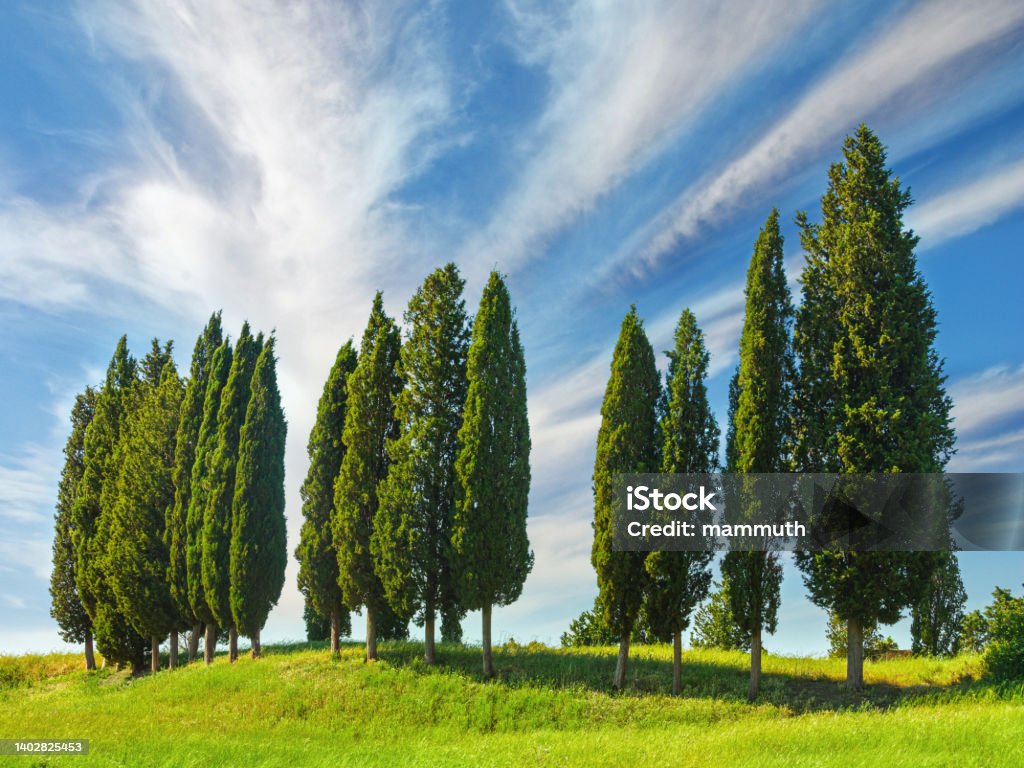 Cypress grove in Tuscany, Italy Italian scenery with cypress trees Cypress Tree Stock Photo