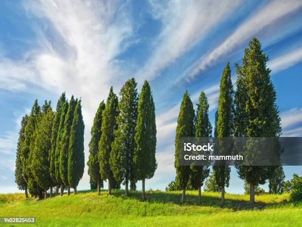 Cypress Grove In Tuscany Italy Stock Photo - Download Image Now - Cypress Tree, Italian Cypress, Grove