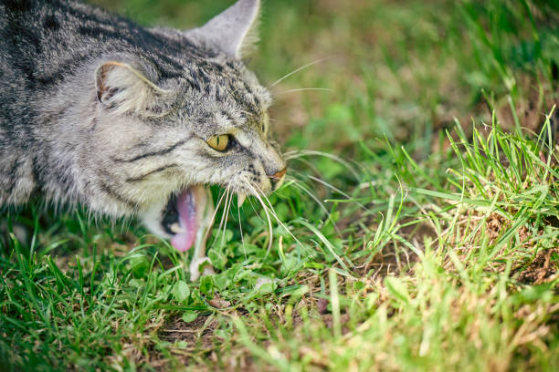 Domestic cat vomit on grass Domestic Cat puking outdoors on grass puke green color stock pictures, royalty-free photos & images