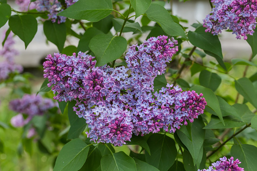 Inflorescences of the dark purple lilac at the start of bloom on a blurred background of lilac bush with other flowers in selective focus
