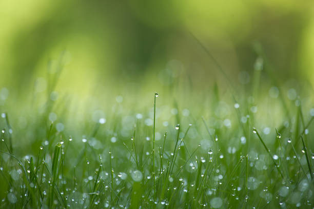 istock Blades of fresh green spring grass with raindrops 1402825697