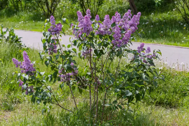 Small bush of the flowering lilac with inflorescences of purple flowers on the lawn in park