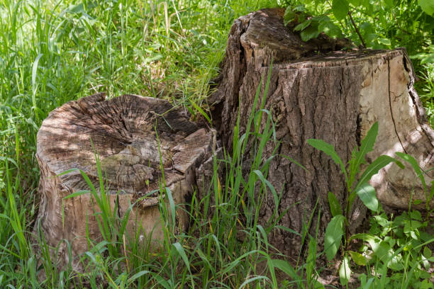 istock Two old cracked stumps of the deciduous trees among the grass 1402825999