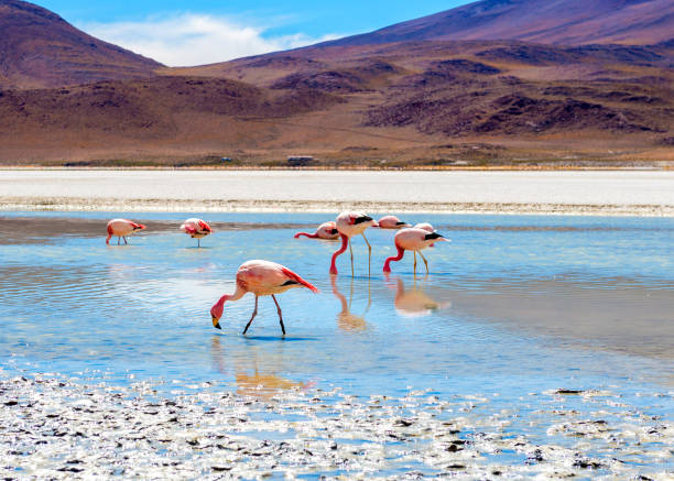 istock Flamingos at Colorado lagoon 1402827219