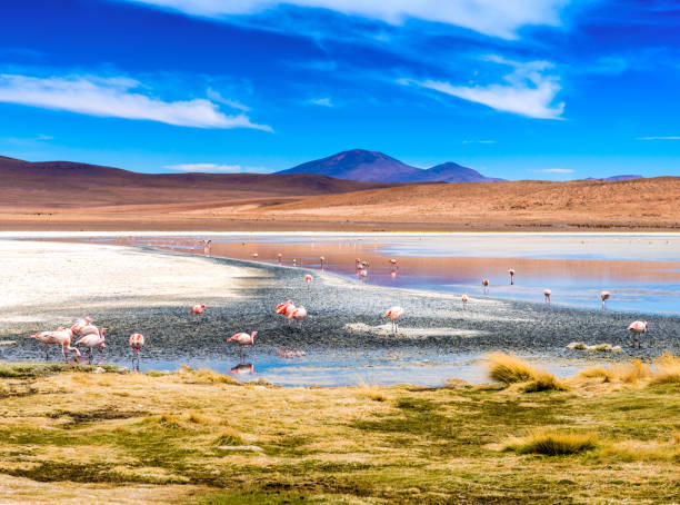 istock Flamingos at Colorado lagoon 1402827221