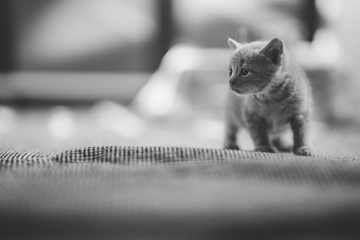 Cute sleeping cat in black and white.