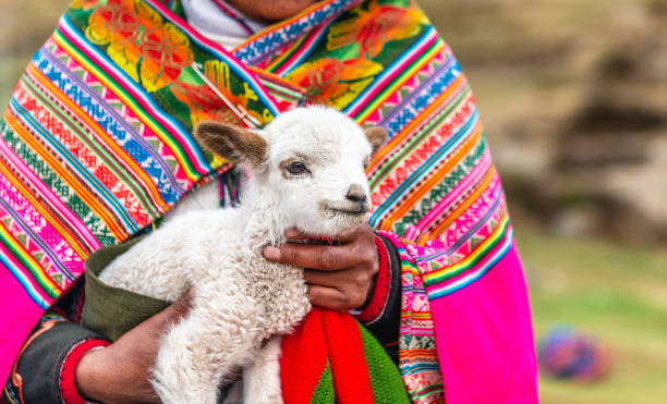 istock Peruvian women with little alpaca lamb 1402829973