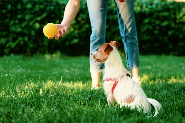 istock Woman playing with dog in the park 1402830206