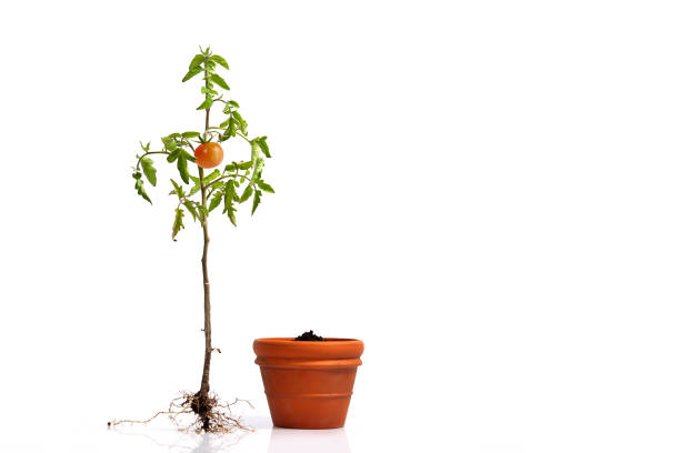 Tomato plant with roots and a flower pot with soil. flowering and fruiting plant with a ripe red tomato and root system. stock photo