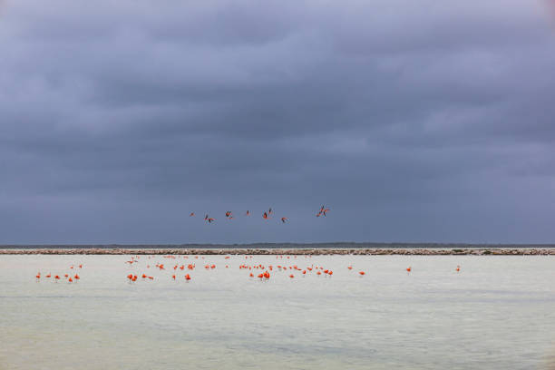 Flock of pink flamingos in the distance standing in shallow crystal clear water.