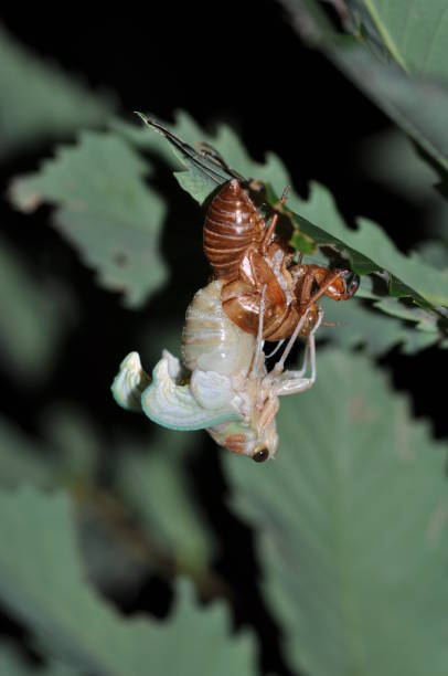 istock Emergence of cicadas 1402832270