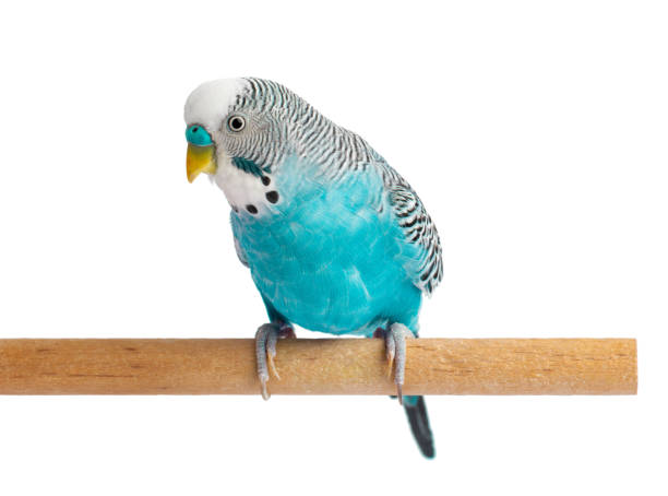 흰색 배경에 고립 된 파란색 budgie. budgerigars 새 또는 물결 모양의 앵무새. - 잉꼬 뉴스 사진 이미지