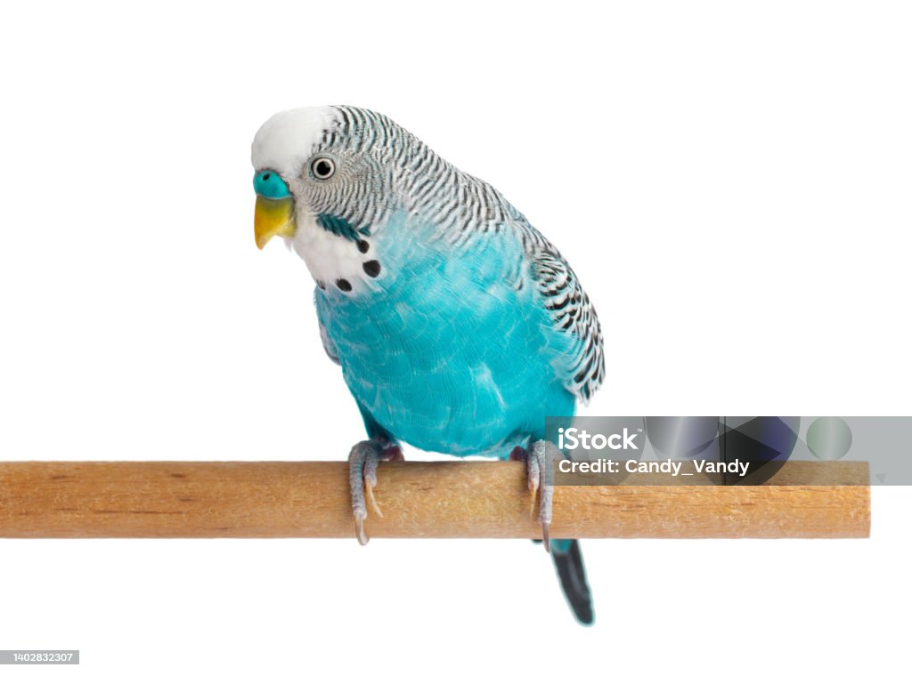 Blue budgie isolated on white background. Budgerigars bird or wavy parrot. Blue budgie isolated on white background. Budgerigars bird or wavy parrot Budgerigar Stock Photo