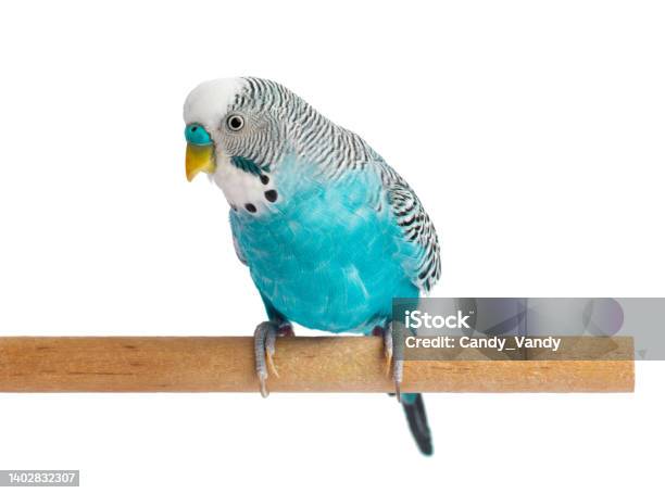 Blue Budgie Isolated On White Background Budgerigars Bird Or Wavy Parrot Stock Photo - Download Image Now