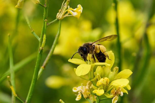 istock Bee collecting pollen in rapeseed plant flowers 1402833584