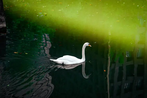 A swan swimming freely in the moat surrounded by office buildings at Wadakura Fountain Park in Chiyoda-ku, Tokyo on a sunny day in May 2022.