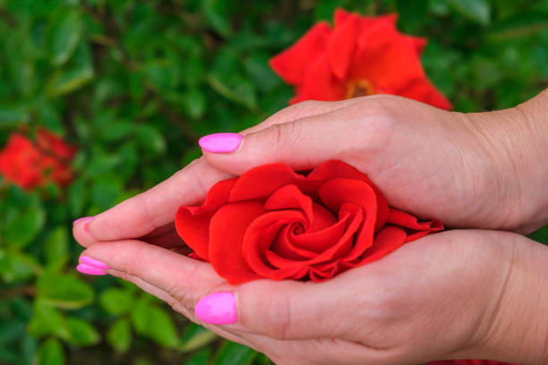 beautiful red rose flower in female hands, close up. rose as vagina symbol. female health concept. - passion sexual activity sexual issues sex imagens e fotografias de stock