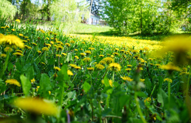 Blooming dandelions in the spring park, close-up. Natural background. stock photo