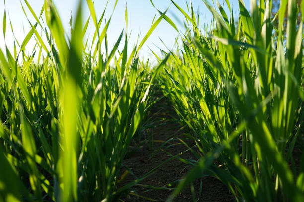 istock Spring wheat with fine pitch in good condition, close-up. Natural background. 1402834212