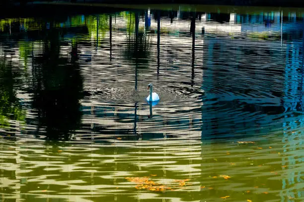 A swan swimming freely in the moat surrounded by office buildings at Wadakura Fountain Park in Chiyoda-ku, Tokyo on a sunny day in May 2022.