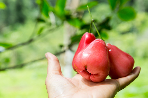 Rose apple on girl hand over blurred green garden background, fruit from organic farming in Thailand, healthy and diet food concept